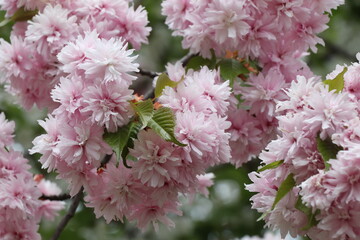 pink and white flowers, close up of flowers