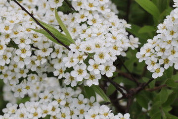 white flowers in the garden on green blurred background 