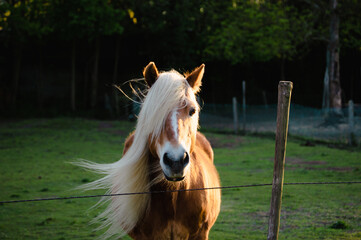 Horse 