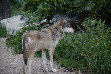 Gray Wolf Standing On Woodland Trail