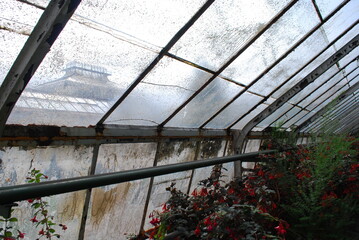 greenhouse interior, glass, plants, structure, building, structure - obrazy, fototapety, plakaty