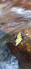 Obraz premium Uma bela borboleta amarela com pontos em preto senta-se em uma cachoeira.