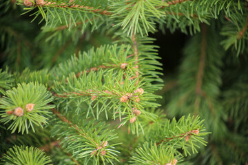 Pine Needles