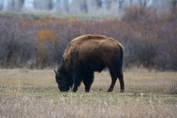 Bison Grazing in Field