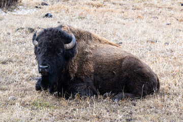 Bison Resting