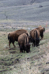 Bison Herd