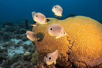 Seascape with Butterflyfish while spawning of Grooved Brain Coral in coral reef of Caribbean Sea,...