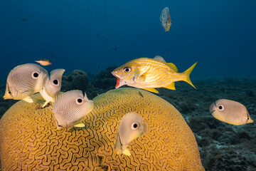 Seascape with Grunt fish while spawning of Grooved Brain Coral in coral reef of Caribbean Sea, Curacao