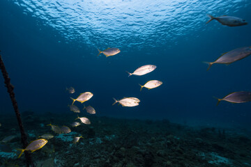 Dusk: seascape with School of Fish, Yellow Jacks in the coral reef of Caribbean Sea, Curacao