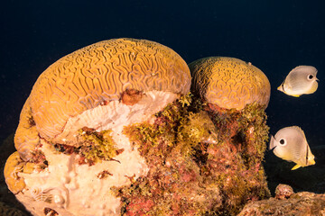 Seascape with Butterflyfish while spawning of Grooved Brain Coral in coral reef of Caribbean Sea,...
