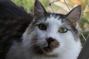 My Cats and Guinea Pigs