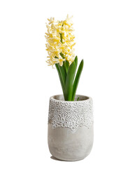A hyacinth flower in ceramic pot isolated on a white background.
