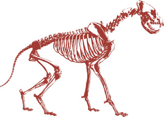 illustration of a skeleton