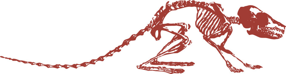 Squelette animal, vecteur pour conception graphique. 