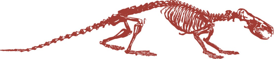 Squelette animal, vecteur pour conception graphique. 