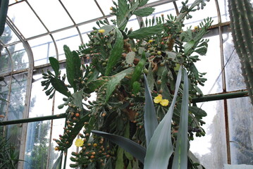 exotic plants, cacti in large numbers in the greenhouse, nature, breeding, exotic