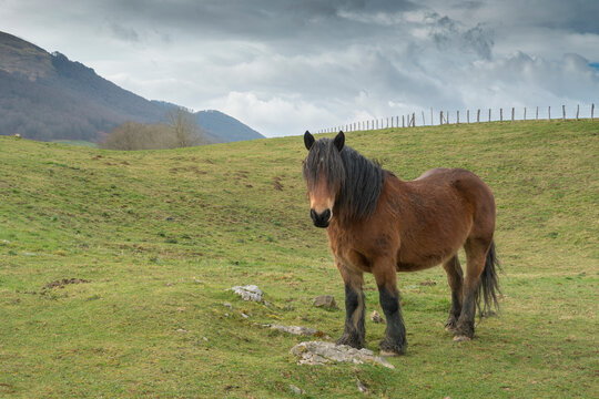 Rural landscape of the Batzan valley in Ziga Navarre Spain