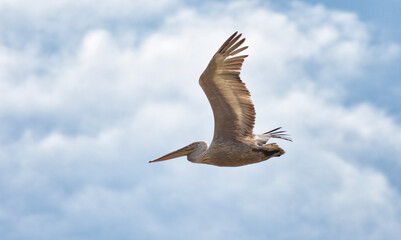 Dalmatian pelican flying against the blue sky