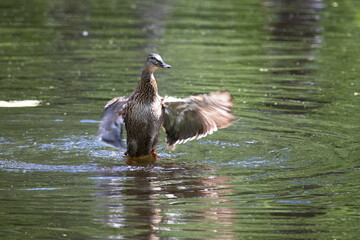 Duck on the lake at the time of take-off
