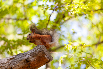 Red squirrel sits on a tree and eats a nut