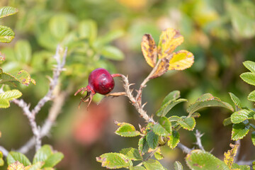Ripe rose hips close-up