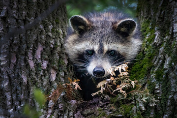 The raccoon  (Procyon lotor) on a tree. Racoon  is a mammal native to North America, invasive...