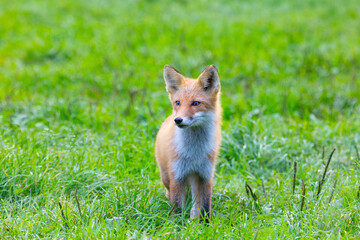 Red fox walks on green grass