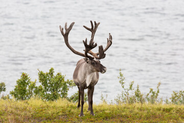 Fototapeta premium Deer with beautiful horns stands on the banks of the river, Norway