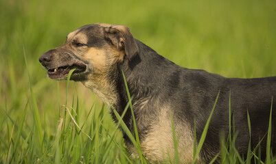 Dog eating the grass