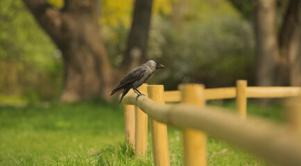 Jackdaw on a fence