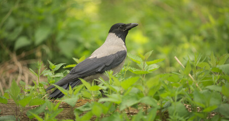 Hooded crow in the forest