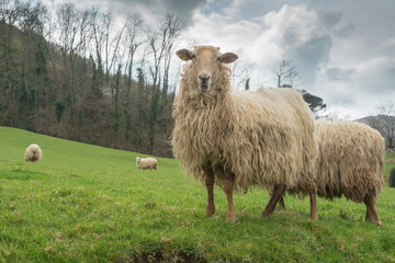 Rural landscape with sheep in Urdax Batzan valley Navarre Spain