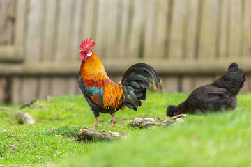 Poultry keeping: Portrait of a pretty dwarf rooster in an enclosure outdoors