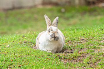 Portrait of a cute free-range rabbit in an enclosure outdoors