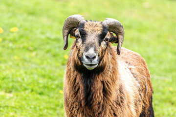 Portrait of a free-range cameroon ram on a pasture in spring outdoors