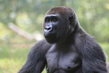 Great Apes, Giraffes and Kudos