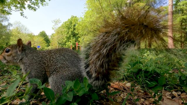 Landscape with Squirrel in the Woods
