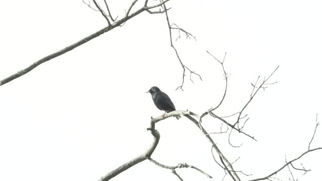 A lone starling, with irredescent speckled black plumage sits high up in a tree branch and twitters its call while standing on one leg to keep its claws warm