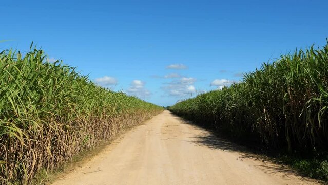 Sugar cane fileds plantation at caribbean countryside, agriculture concept