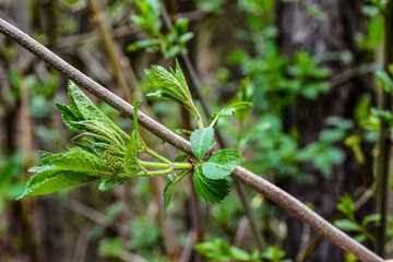 Young leaves of elderberry .