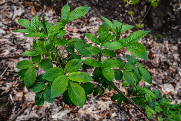 Naklejka na ściany i meble Young leaves of elderberry .