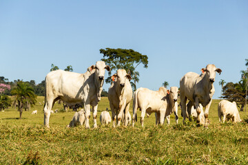 Naklejka na ściany i meble Paisagem de beira de estrada no Brasil com gado comendo grama verde em um dia com céu claro. Paisagem rural no interior do Brasil. Rodovia GO-060.