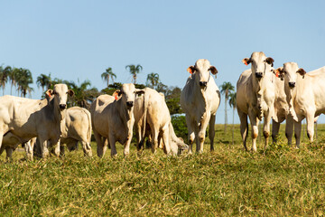 Paisagem de beira de estrada no Brasil com gado comendo grama verde em um dia com céu claro....