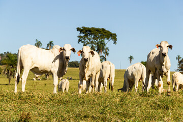 Paisagem de beira de estrada no Brasil com gado comendo grama verde em um dia com céu claro. Paisagem rural no interior do Brasil. Rodovia GO-060.