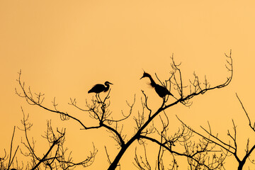Talking Great Blue Herons in the Treetops