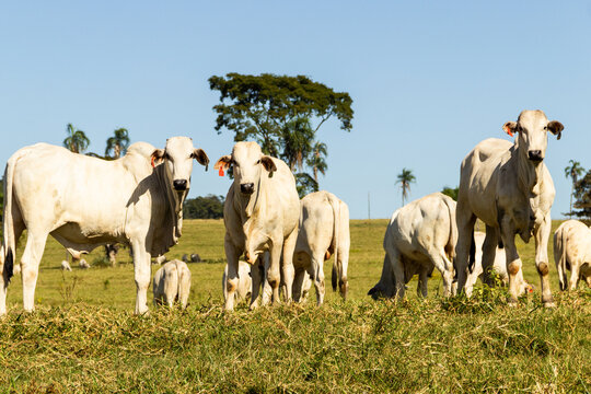 Paisagem de beira de estrada no Brasil com gado comendo grama verde em um dia com c&eacute;u claro. Paisagem rural no interior do Brasil. Rodovia GO-060.