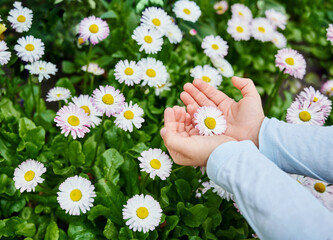 Child hand is holding a flower white chamomile on meadow with blooming flowers. Focus for flowers. Support and care concept