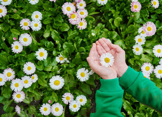 Child hand is holding a flower white chamomile on meadow with blooming flowers. Focus for flowers. Support and care concept