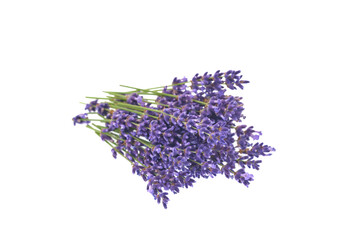 Lavender flowers isolated on white background.
