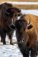 Bison in snow at Yellowstone